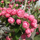 Rojaus obelis Brandywine (vazone)-4