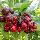 Trešnė Stoccato (vazone)-1