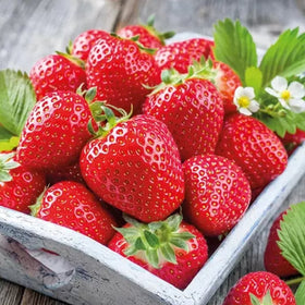 Braškė Senga Sengana (10 vnt. braškių daigų)