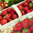 Braškė Senga Sengana (10 vnt. braškių daigų)-3