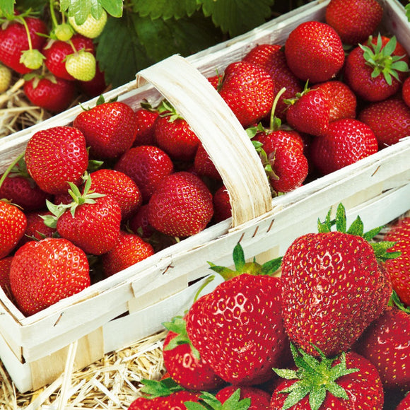 Braškė Senga Sengana (10 vnt. braškių daigų)