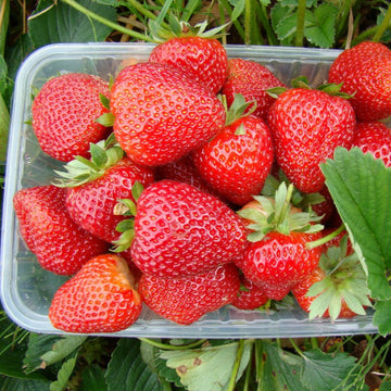 Braškė Alfa Centauri (10 vnt. braškių daigų)