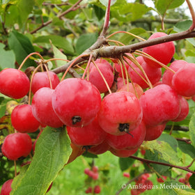 Rojaus obelis Sulit (vazone)