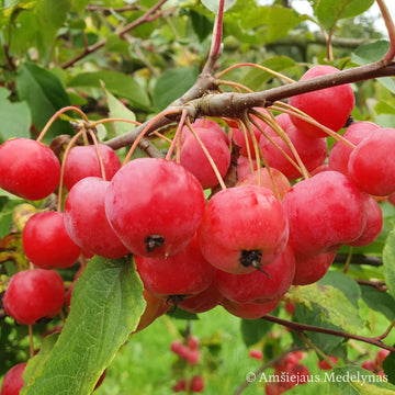 Rojaus obelis Sulit (vazone)