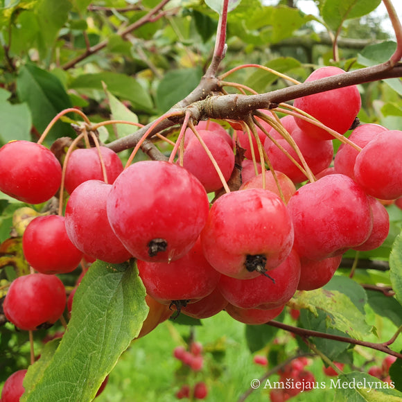 Rojaus obelis Sulit (vazone)