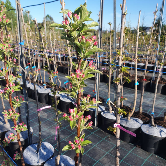 Rojaus obelis Sulit (vazone)