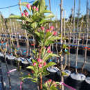 Rojaus obelis Sulit (vazone)-7