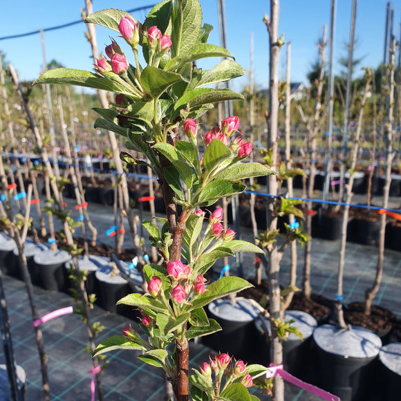 Rojaus obelis Sulit (vazone)