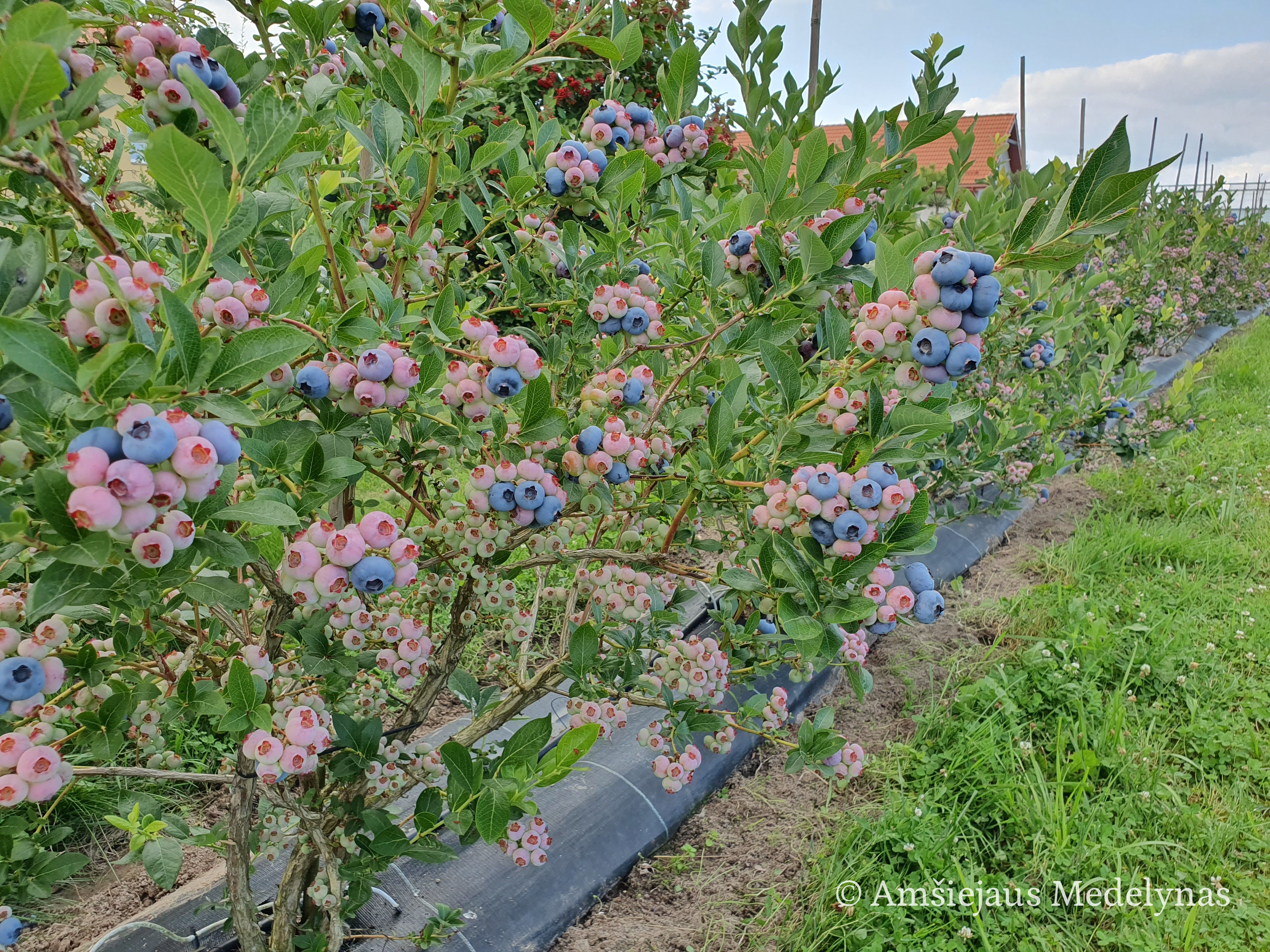 Dera nuo liepos vidurio iki pat rugsėjo!