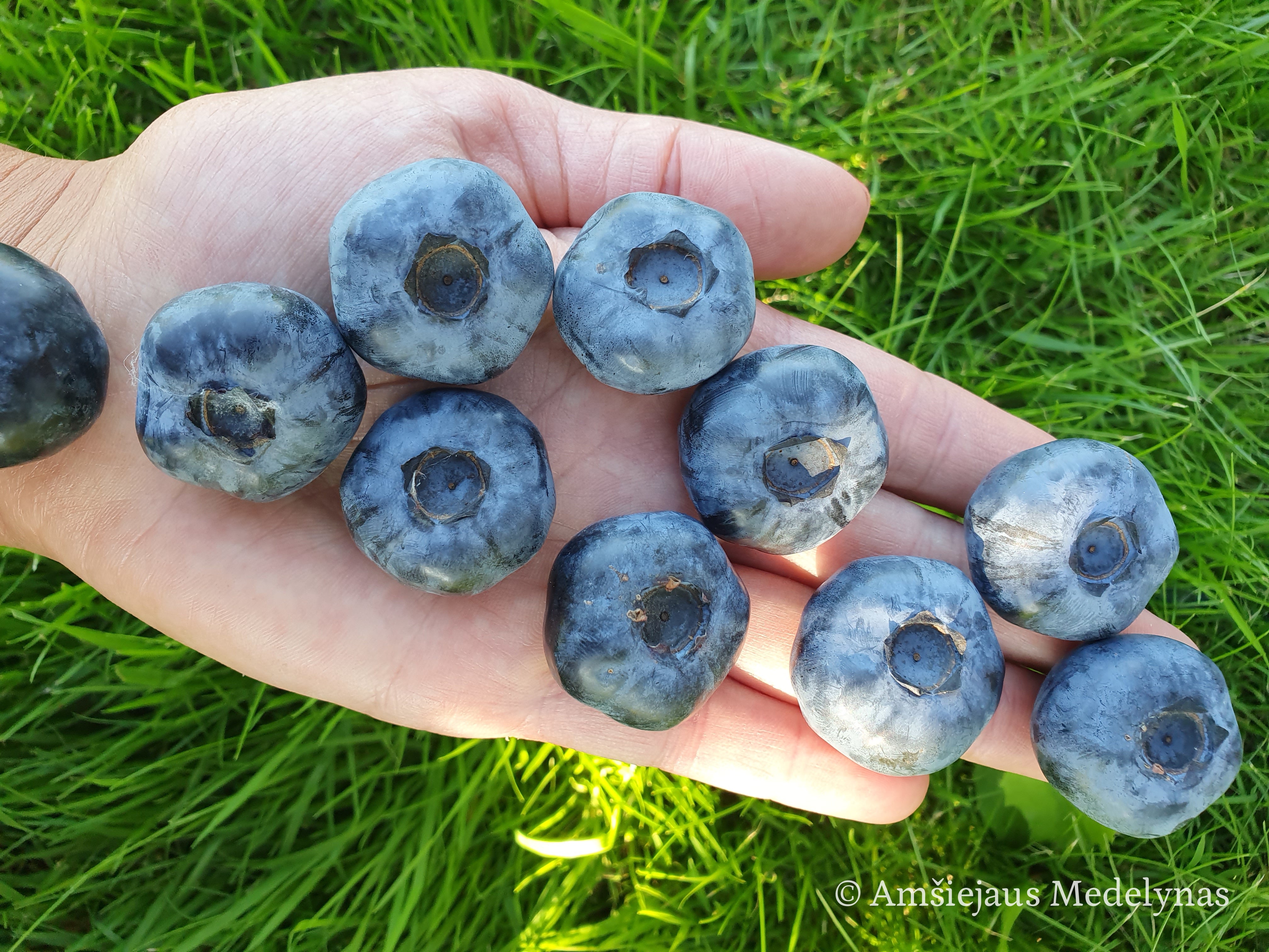 Velykinis pasiūlymas