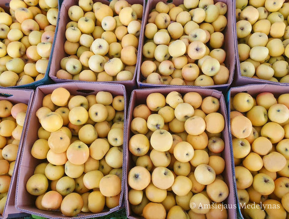 Obelis Gold Bohemija Background