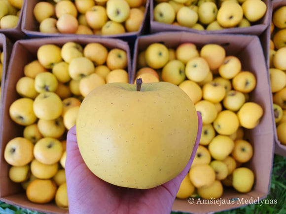 Žieminė obelis Gold Bohemija (vazone)