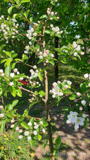 Rojaus obelis Sulit (vazone)-8