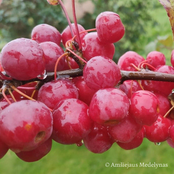 Rojaus obelis Sulit (vazone)