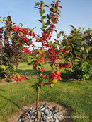 Rojaus obelis Sulit (vazone)-9