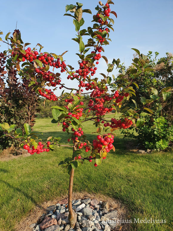 Rojaus obelis Sulit (vazone)