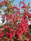 Sulit išvesta iš Red Sentinel