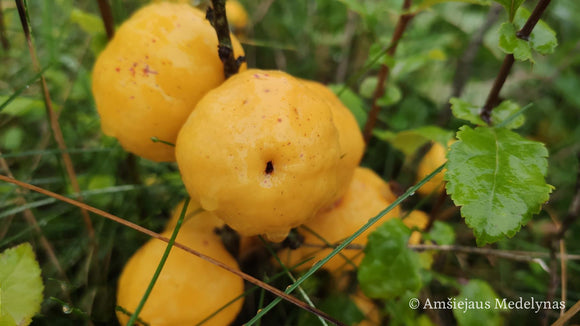 Svarainis Cido Background