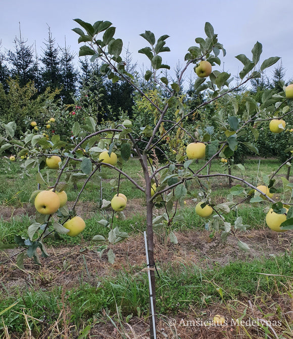 Žieminė obelis Gold Bohemija (vazone)