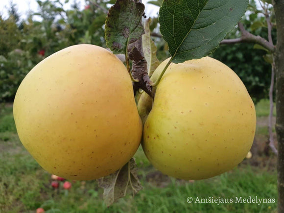 Žieminė obelis Gold Bohemija (vazone)
