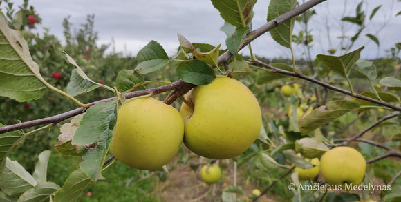 Žieminė obelis Gold Bohemija (vazone)