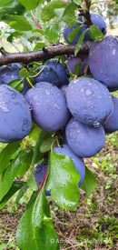 Slyva Čačana Lepotika (vazone)-3