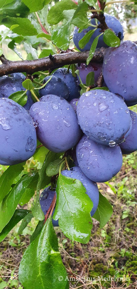 Slyva Čačana Lepotika (vazone)