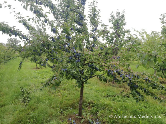 Slyva Čačana Lepotika (vazone)