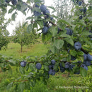 Slyva Čačana Lepotika (vazone)-4