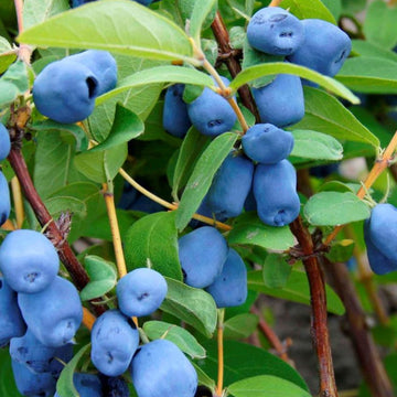 Valgomasis sausmedis Aurora