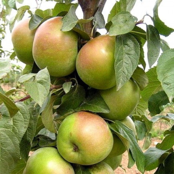 Rudeninė obelis Belana (vazone)