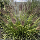 Soruolė Black Beauty-1