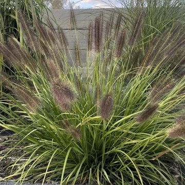 Soruolė Black Beauty