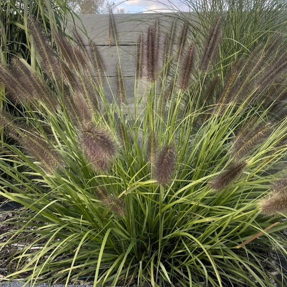 Soruolė Black Beauty