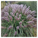 Soruolė Black Beauty-4