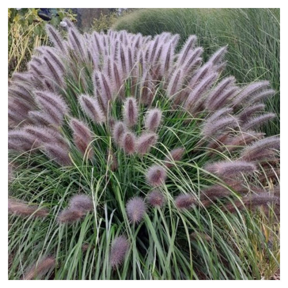 Soruolė Black Beauty