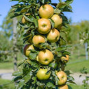 Koloninė obelis Bolero (vazone)-2