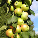 Koloninė obelis Bolero (vazone)-1