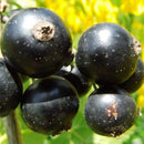 Skiepytas juodasis serbentas Bona (kamieninis) vazone-1