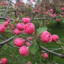 Rojaus obelis Brandywine (vazone)-5