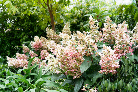 Šluotelinė hortenzija Candlelight