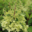 Šluotelinė hortenzija Candlelight-3