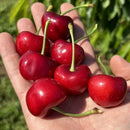 Trešnė Carmen (vazone)-2