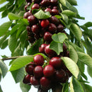 Trešnė Carmen (vazone)-4