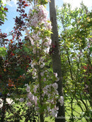 Sakura Amanogawa glaustašakė (vazone)-6