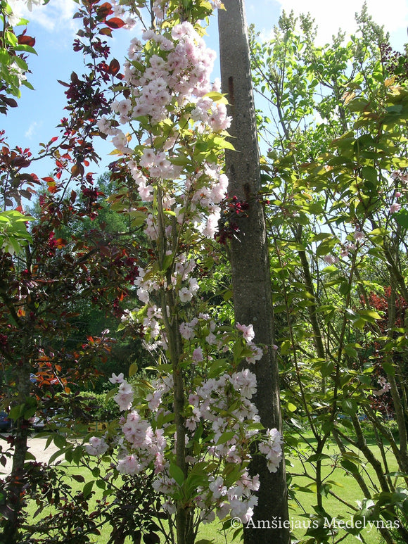 Sakura Amanogawa glaustašakė (vazone)