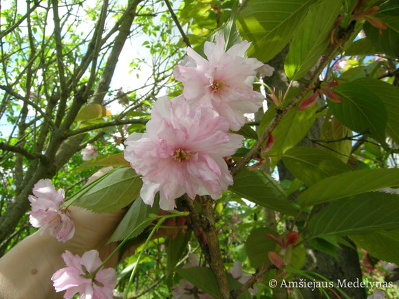 Sakura Amanogawa glaustašakė (vazone)
