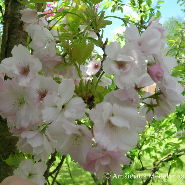 Sakura Amanogawa glaustašakė (vazone)