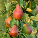 Koloninė kriaušė Dekora (vazone)-1