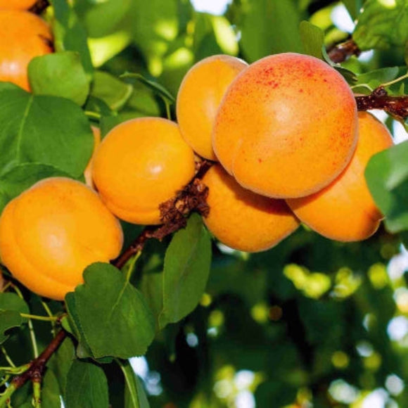 Abrikosas Early Orange (vazone)